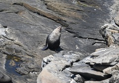 Arctocephalus tropicalis