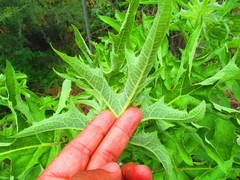 Roldana heracleifolia