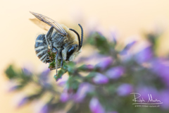 Colletes succinctus