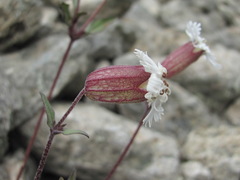Silene lacera