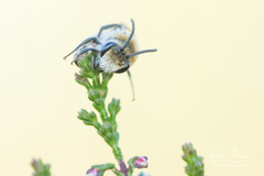 Colletes succinctus