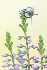 Colletes succinctus