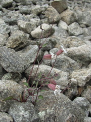 Silene lacera