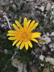 Berkheya coriacea