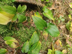 Maianthemum bifolium