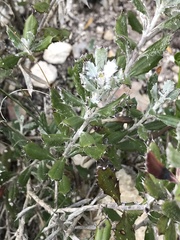 Berkheya coriacea
