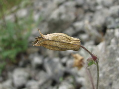 Silene lacera