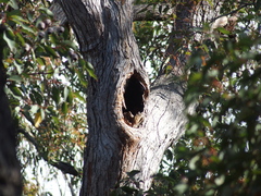 Eucalyptus marginata marginata