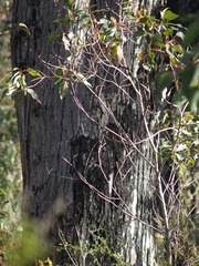 Eucalyptus marginata marginata