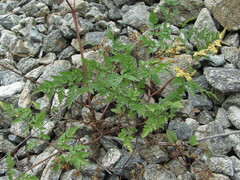 Anthriscus ruprechtii