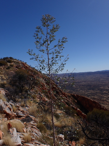 Codonocarpus cotinifolius (Codonocarpus cotinifolius)