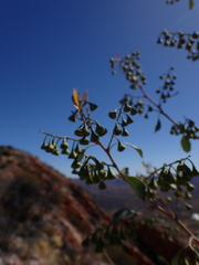 Codonocarpus cotinifolius