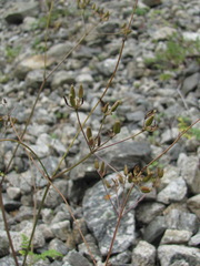 Anthriscus ruprechtii