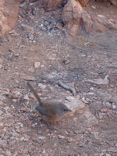 Dusky Grasswren (Amytornis purnelli), photo 2