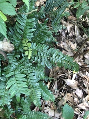 Bolbitis appendiculata