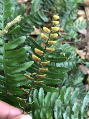 Bolbitis appendiculata