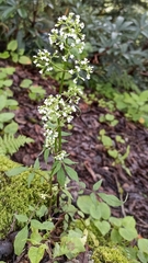 Valeriana hardwickei