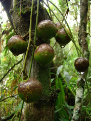 Cabralea canjerana