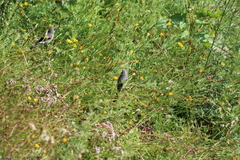 Pyrrhula owstoni