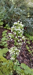 Valeriana hardwickei