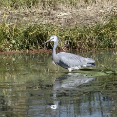 Egretta novaehollandiae