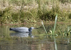Egretta novaehollandiae