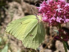 Gonepteryx rhamni
