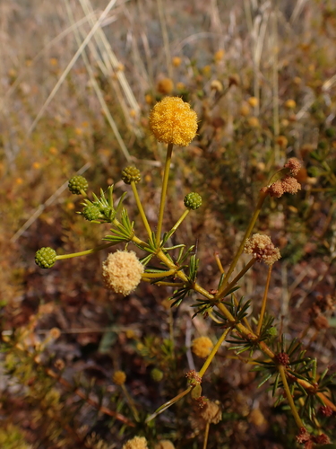 Image of Acacia spondylophylla by (c) Nina Kerr, some rights reserved (CC BY)