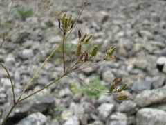 Anthriscus ruprechtii