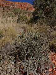 Senna artemisioides helmsii