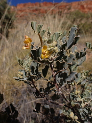 Senna artemisioides helmsii