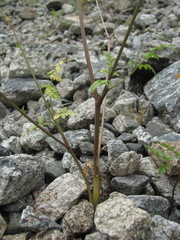 Anthriscus ruprechtii