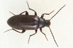 Allecula rhenana
