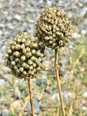 Allium ampeloprasum