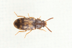Mycetophagus multipunctatus