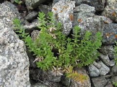 Cruciata pedemontana
