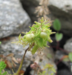Cruciata pedemontana