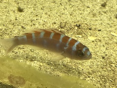 Serranus tortugarum