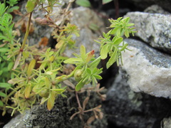 Cruciata pedemontana