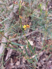 Daviesia leptophylla