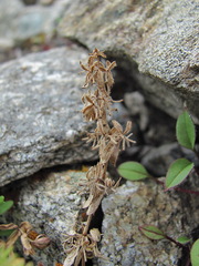 Cruciata pedemontana
