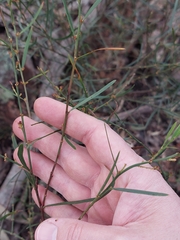 Daviesia leptophylla