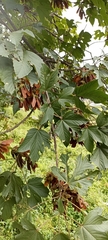 Acer sterculiaceum