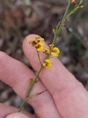 Daviesia leptophylla