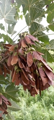 Acer sterculiaceum