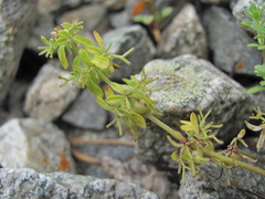Cruciata pedemontana