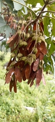 Acer sterculiaceum