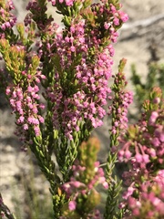 Erica curtophylla