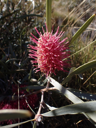 Image of Hakea grammatophylla by (c) Nina Kerr, some rights reserved (CC BY)