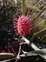 Hakea grammatophylla